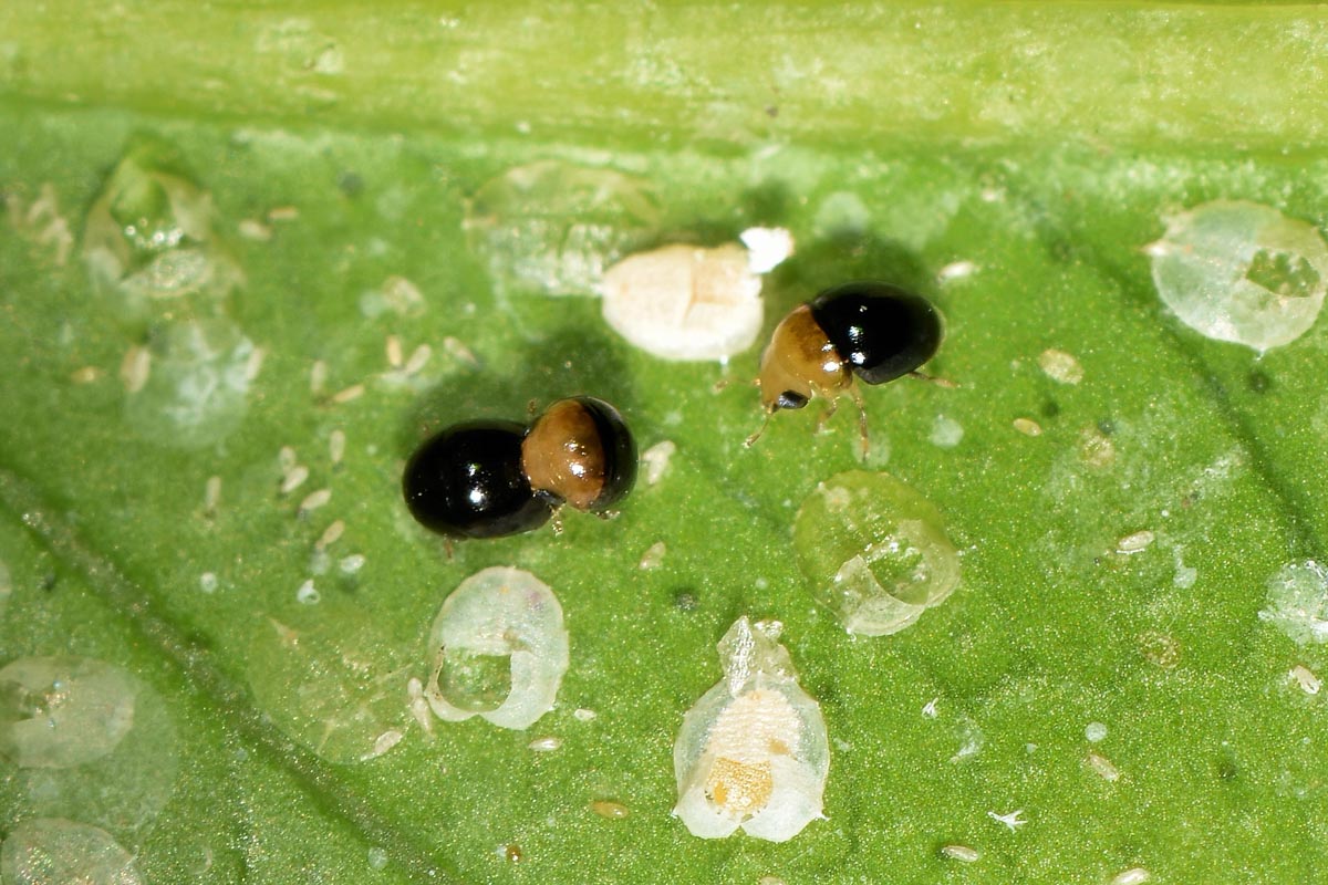 Aleyrodidae: Aleurocanthus spiniferus?  S, con stadi giovanili da det.